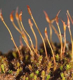 Hornschuch’s Beard-moss 