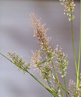 Japanese lovegrass 