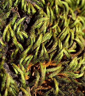 Squirrel-tail Moss 