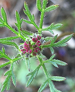 Daucus  guttatus