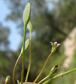 water mudwort 