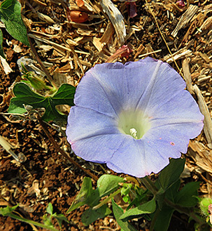 Ivy-Leaved Morning Glory 