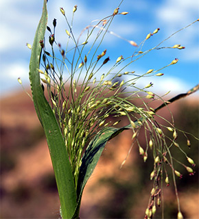 witchgrass 