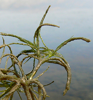 brittle naiad, brittle waternymph 
