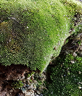 Muehlenbeck's Thread-moss 