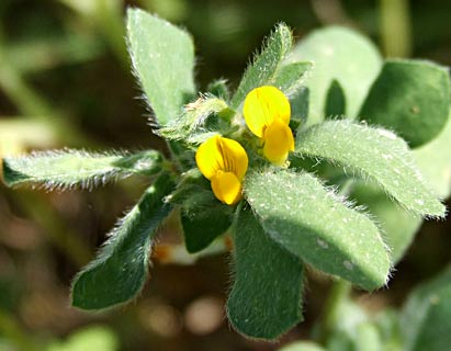 Bird's-foot trefoil 