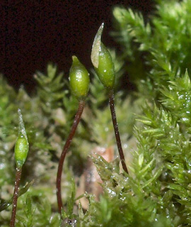 Curve-stalked Feather-moss 