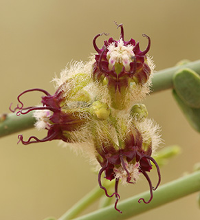 Milk Broom 