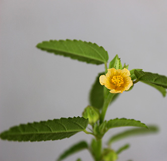 Common Wireweed 