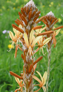 Yellow Asphodel 