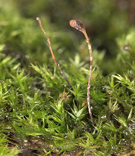 Teesdale Feather-moss 