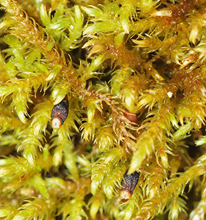 Fern-leaved Hook-moss 