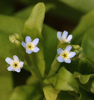 Small-Flowered Forget-Me-Not. 