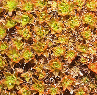 Great Hairy Screw-moss 