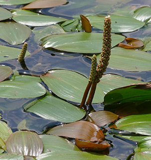 London Pondweed  