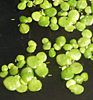 Fat Duckweed 