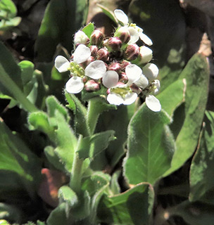 Mediterranean Pepperweed, Shaggy pepperwort 