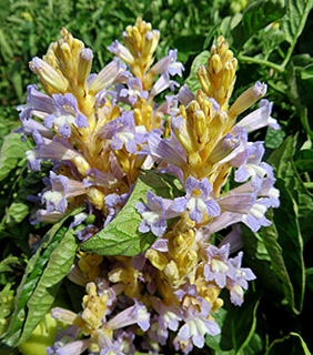 hemp broomrape, branched broomrape 