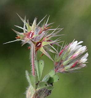 Star Clover 