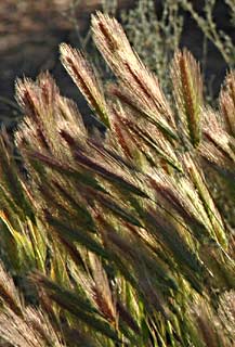 Hordeum glaucum