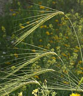 Hordeum spontaneum