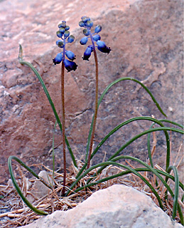 Dark Grape Hyacinth 