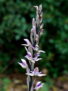 Violet Limodore 