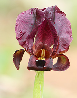 Iris atropurpurea