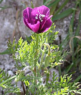 Purple Horned-Poppy 