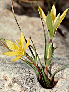 Early star-of-Bethlehem 