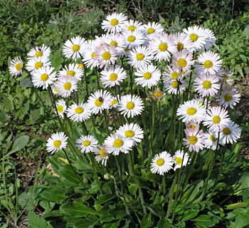 Southern Daisy 