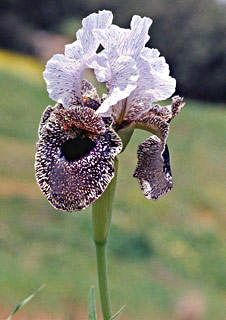 Nazareth Iris 