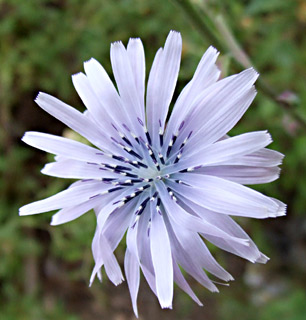 Lactuca tuberosa