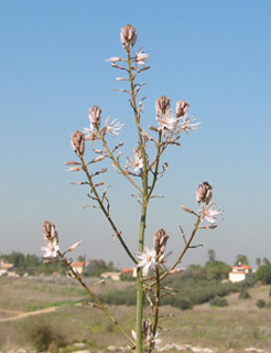 Common Asphodel 