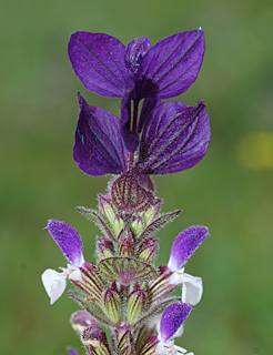 Salvia horminum