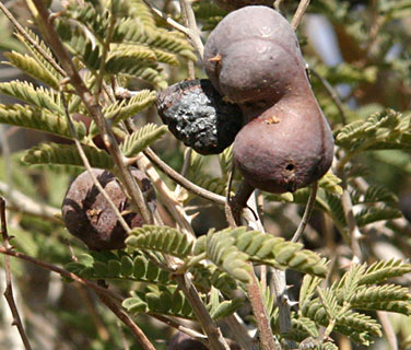 Dwarf Mesquite 