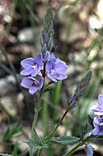 Glabrous Speedwell 