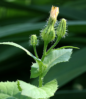 Prickly cupped Goat's Beard 