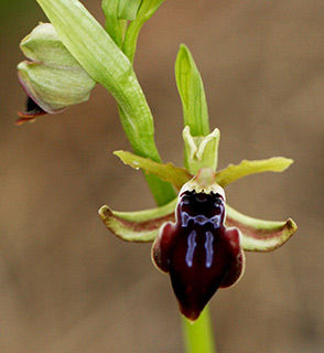 Early Spider Orchid 