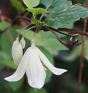 Virgin's Bower 