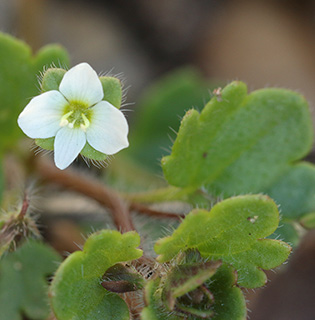 Cymbalaria speedwell 