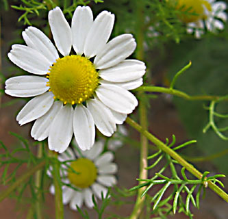 Wild chamomile 