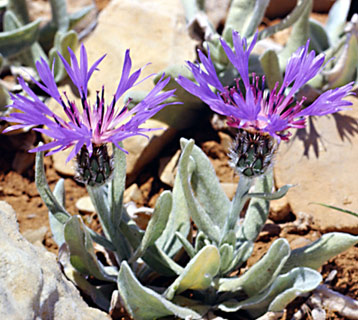 Knapweed, Cornflower 