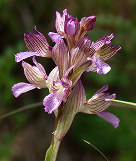 Pink Butterfly Orchid 