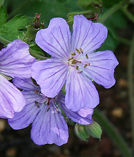 Lebanese Crane's-bill 