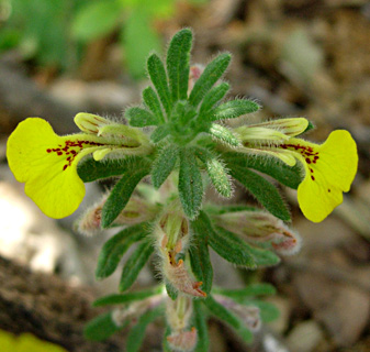 Ground pine, Chian Bugle 