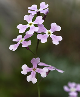 Ricotia lunaria