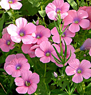 Hairy Pink Flax 