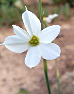 Late-flowering Narcissus 