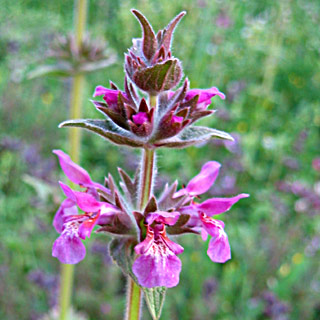 Arabian Woundwort 